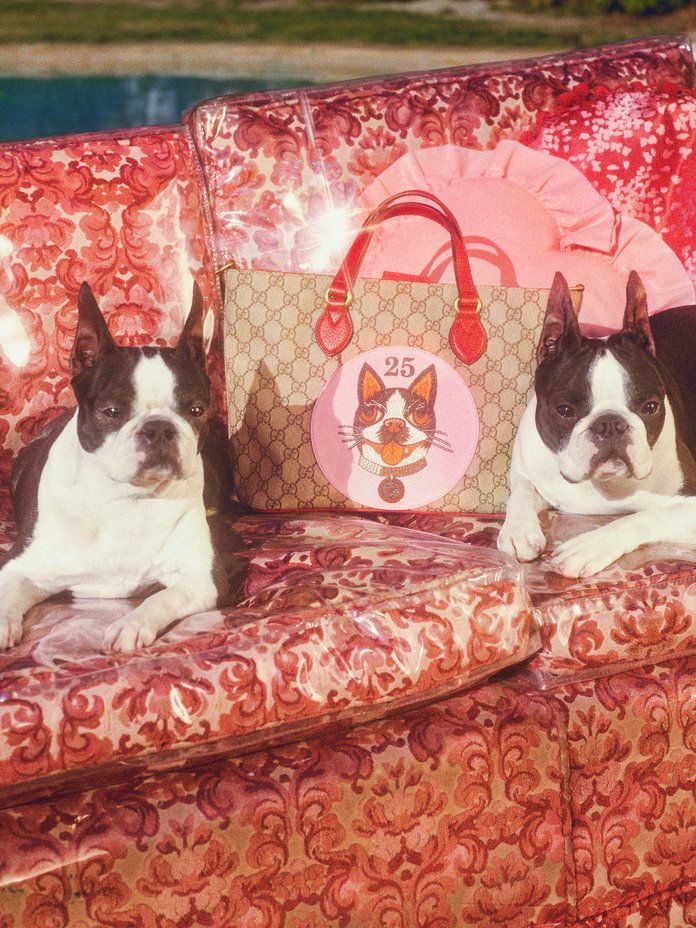 Gucci Dog Products