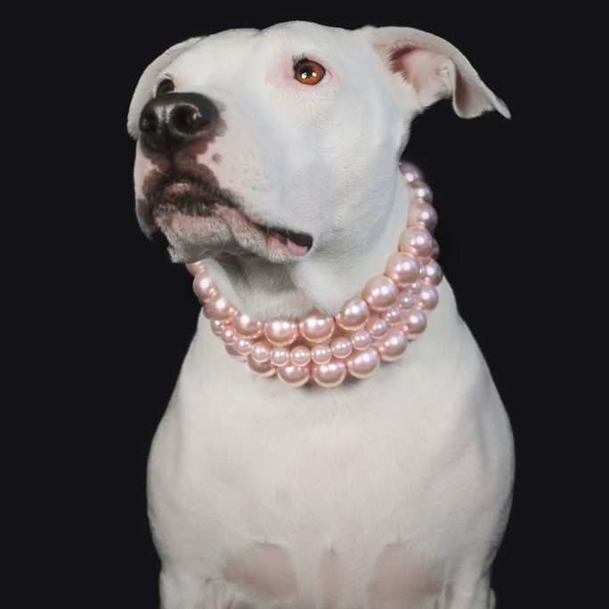 Μαργαριτάρι Dog Collar