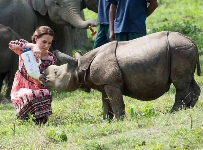нагоре close with a baby rhino