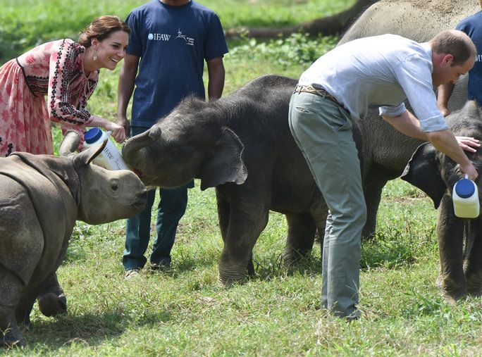 хранене baby rhinos and elephants