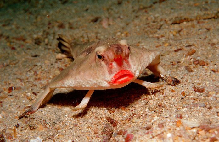 ο Red-Lipped Batfish 