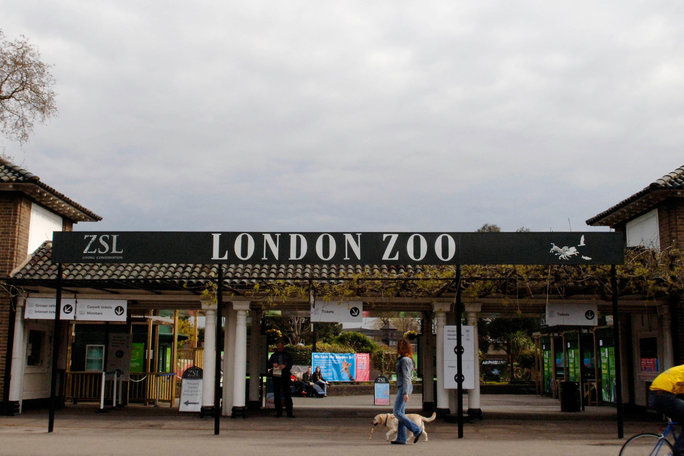 ο London Zoo 
