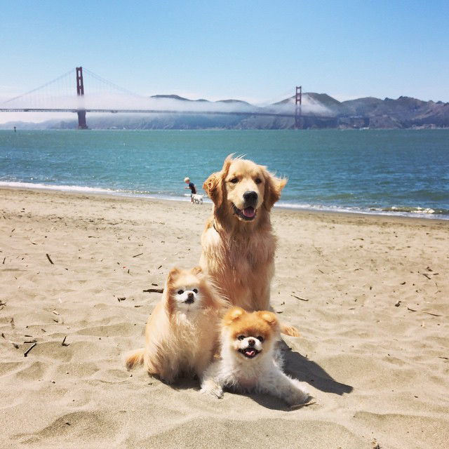 Σκύλοι of Instagram - Embed - 5