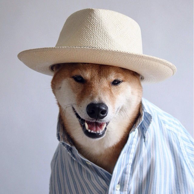 Кучета of Instagram - Embed - 8