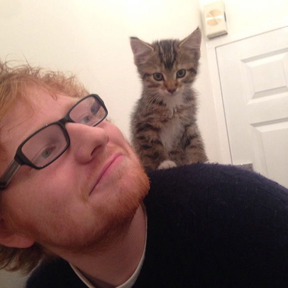Ед Sheeran cat