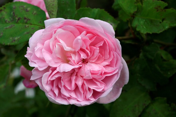 Rosa centifolia in chanel no 5 perfume